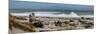 Driftwood on Ship Creek Park beach, Haast, Westland District, West Coast, South Island, New Zealand-null-Mounted Photographic Print