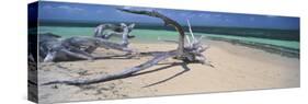 Driftwood on the Beach, Green Island, Great Barrier Reef, Queensland, Australia-null-Stretched Canvas