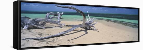 Driftwood on the Beach, Green Island, Great Barrier Reef, Queensland, Australia-null-Framed Stretched Canvas