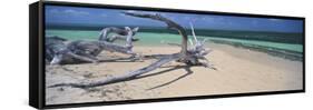 Driftwood on the Beach, Green Island, Great Barrier Reef, Queensland, Australia-null-Framed Stretched Canvas