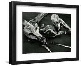 Driftwood, Port Orford, Oregon, 1974-Brett Weston-Framed Photographic Print