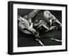 Driftwood, Port Orford, Oregon, 1974-Brett Weston-Framed Premium Photographic Print