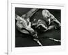 Driftwood, Port Orford, Oregon, 1974-Brett Weston-Framed Photographic Print