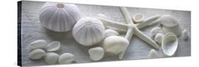 Driftwood Shells I-Bill Philip-Stretched Canvas