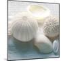 Driftwood Shells IV-Bill Philip-Mounted Art Print