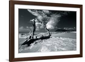 Driftwood Shore-Mike Toy-Framed Giclee Print