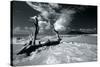 Driftwood Shore-Mike Toy-Stretched Canvas