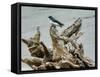 Driftwood Song-Jai Johnson-Framed Stretched Canvas