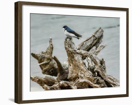 Driftwood Song-Jai Johnson-Framed Giclee Print