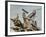 Driftwood Song-Jai Johnson-Framed Giclee Print