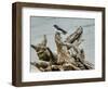 Driftwood Song-Jai Johnson-Framed Giclee Print