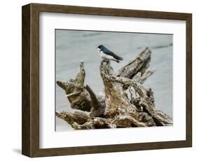 Driftwood Song-Jai Johnson-Framed Giclee Print