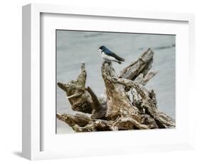 Driftwood Song-Jai Johnson-Framed Giclee Print