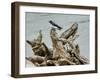 Driftwood Song-Jai Johnson-Framed Giclee Print