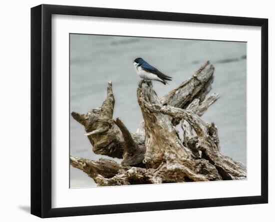 Driftwood Song-Jai Johnson-Framed Giclee Print