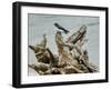 Driftwood Song-Jai Johnson-Framed Giclee Print