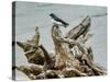 Driftwood Song-Jai Johnson-Stretched Canvas