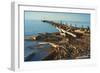 Driftwood Washed On Shore-Anthony Paladino-Framed Giclee Print