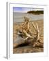 Driftwood-Tony Craddock-Framed Photographic Print