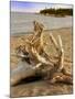 Driftwood-Tony Craddock-Mounted Photographic Print