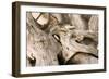 Driftwood-Matthew Oldfield-Framed Photographic Print