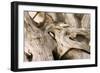 Driftwood-Matthew Oldfield-Framed Photographic Print