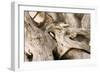 Driftwood-Matthew Oldfield-Framed Photographic Print