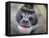 Drill Monkey (Mandrillus Leucophaeus) Adult Male, Portrait, Captive-Mark Bowler-Framed Stretched Canvas