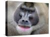 Drill Monkey (Mandrillus Leucophaeus) Adult Male, Portrait, Captive-Mark Bowler-Stretched Canvas