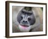 Drill Monkey (Mandrillus Leucophaeus) Adult Male, Portrait, Captive-Mark Bowler-Framed Photographic Print