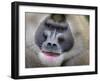 Drill Monkey (Mandrillus Leucophaeus) Adult Male, Portrait, Captive-Mark Bowler-Framed Photographic Print