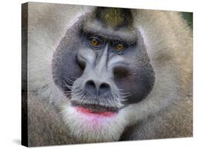 Drill Monkey (Mandrillus Leucophaeus) Adult Male, Portrait, Captive-Mark Bowler-Stretched Canvas