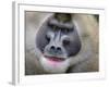 Drill Monkey (Mandrillus Leucophaeus) Adult Male, Portrait, Captive-Mark Bowler-Framed Photographic Print