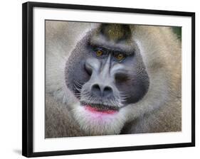 Drill Monkey (Mandrillus Leucophaeus) Adult Male, Portrait, Captive-Mark Bowler-Framed Photographic Print