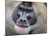 Drill Monkey (Mandrillus Leucophaeus) Adult Male, Portrait, Captive-Mark Bowler-Mounted Photographic Print