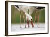 Drink Together-Staffan Widstrand-Framed Giclee Print