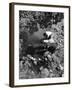 Drinking from a Stream-null-Framed Photographic Print