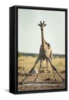 Drinking Giraffe, Nxai Pan National Park, Botswana-Paul Souders-Framed Stretched Canvas