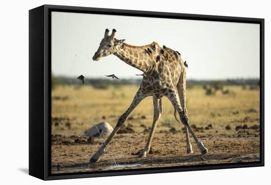 Drinking Giraffe, Nxai Pan National Park, Botswana-Paul Souders-Framed Stretched Canvas