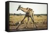 Drinking Giraffe, Nxai Pan National Park, Botswana-Paul Souders-Framed Stretched Canvas