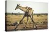 Drinking Giraffe, Nxai Pan National Park, Botswana-Paul Souders-Stretched Canvas
