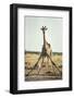 Drinking Giraffe, Nxai Pan National Park, Botswana-Paul Souders-Framed Photographic Print
