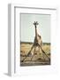 Drinking Giraffe, Nxai Pan National Park, Botswana-Paul Souders-Framed Photographic Print