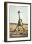 Drinking Giraffe, Nxai Pan National Park, Botswana-Paul Souders-Framed Photographic Print