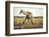 Drinking Giraffe, Nxai Pan National Park, Botswana-Paul Souders-Framed Photographic Print