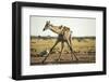 Drinking Giraffe, Nxai Pan National Park, Botswana-Paul Souders-Framed Photographic Print