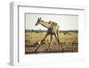 Drinking Giraffe, Nxai Pan National Park, Botswana-Paul Souders-Framed Photographic Print