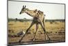 Drinking Giraffe, Nxai Pan National Park, Botswana-Paul Souders-Mounted Photographic Print