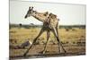Drinking Giraffe, Nxai Pan National Park, Botswana-Paul Souders-Mounted Photographic Print