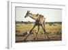 Drinking Giraffe, Nxai Pan National Park, Botswana-Paul Souders-Framed Photographic Print